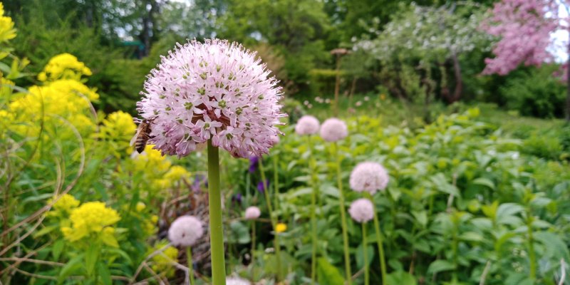 Allium grande Mahhatškala lauk